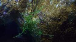 Aquarium Malawi ... nur noch als Beispiel