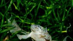 Besatz im Aquarium Zwergkrallenfrösche & Wirbellose