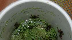 Warum ZKF-Becken immer dicht sein müssen...