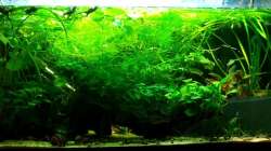 Aquarium Zwergkrallenfrösche & Wirbellose