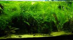 Aquarium Zwergkrallenfrösche & Wirbellose