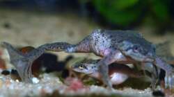 Besatz im Aquarium Zwergkrallenfrösche & Wirbellose