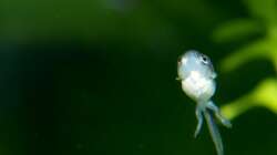 Besatz im Aquarium Zwergkrallenfrösche & Wirbellose