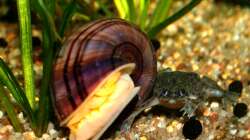 Besatz im Aquarium Zwergkrallenfrösche & Wirbellose