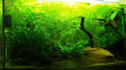 Aquarium Zwergkrallenfrösche & Wirbellose