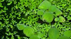 Besatz im Aquarium Zwergkrallenfrösche & Wirbellose