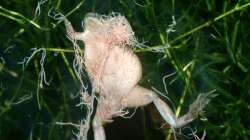 Besatz im Aquarium Zwergkrallenfrösche & Wirbellose