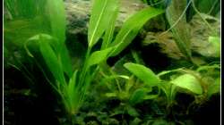 Pflanzen im Aquarium Barschbecken