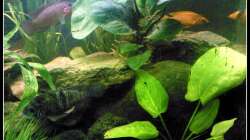 Pflanzen im Aquarium Barschbecken