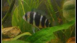 Aquarium Barschbecken