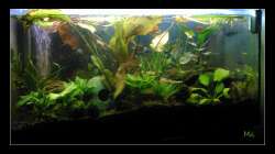 Aquarium Barschbecken