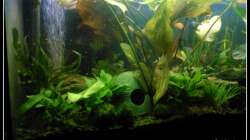 Becken von vorne links