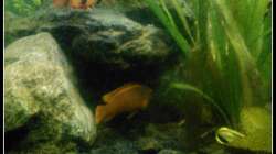 Aquarium Barschbecken