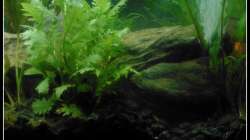 Pflanzen im Aquarium Barschbecken