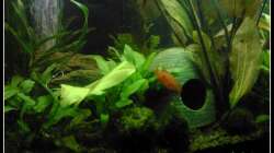 Aquarium Barschbecken