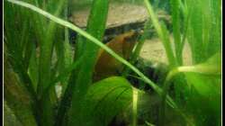 Pflanzen im Aquarium Barschbecken
