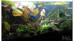 Aquarium Barschbecken