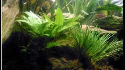 Pflanzen im Aquarium Barschbecken