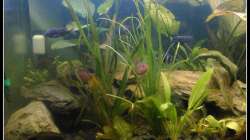 Aquarium Barschbecken