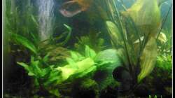 Pflanzen im Aquarium Barschbecken