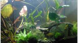 Pflanzen im Aquarium Barschbecken