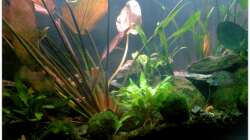 Aquarium Barschbecken