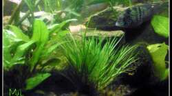 Pflanzen im Aquarium Barschbecken