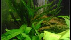 Pflanzen im Aquarium Barschbecken