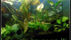 Aquarium Barschbecken