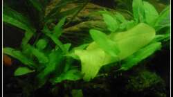 Pflanzen im Aquarium Barschbecken