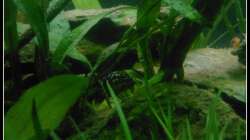 Pflanzen im Aquarium Barschbecken