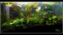 Aquarium Barschbecken