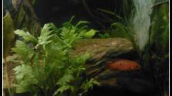 Pflanzen im Aquarium Barschbecken