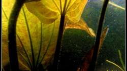 Pflanzen im Aquarium Barschbecken