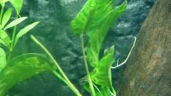 1x Anubias barteri var. caladiifolia von Easy Gr.8 (www.tropica.com) (2012-12-18)