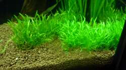 2x Gras (2012-12-18)
