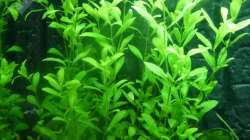 Hygrophila polysperma von Dennerle Gr.3 (692) (2012-12-18)