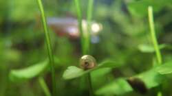 Besatz im Aquarium Fish and Shrimp (aufgelöst April 2018)