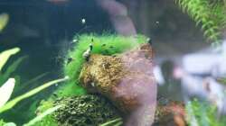 Lavagestein mit Mooskugel-Resten und TDS