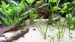 Aquarium Fish and Shrimp (aufgelöst April 2018)