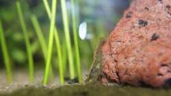 Besatz im Aquarium Fish and Shrimp (aufgelöst April 2018)