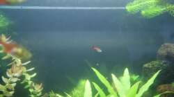 Besatz im Aquarium Fish and Shrimp (aufgelöst April 2018)