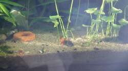 Hydrocotyle verticillata (Hutpilz)