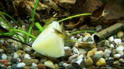 Besatz im Aquarium Fish and Shrimp (aufgelöst April 2018)