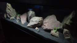 Aquarium Malawibecken