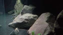 Aquarium Malawibecken