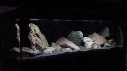 Aquarium Malawibecken