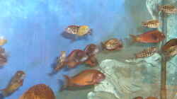 Besatz im Aquarium Becken 2517