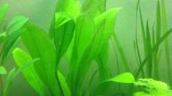 Ist das eine Schwertpflanze im Hintergrund? Wenn ja, welche?