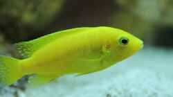 Labidochromis caeruleus yellow